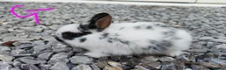 Netherland Dwarf rabbits for sale: Netherland dwarfs - Advert 6