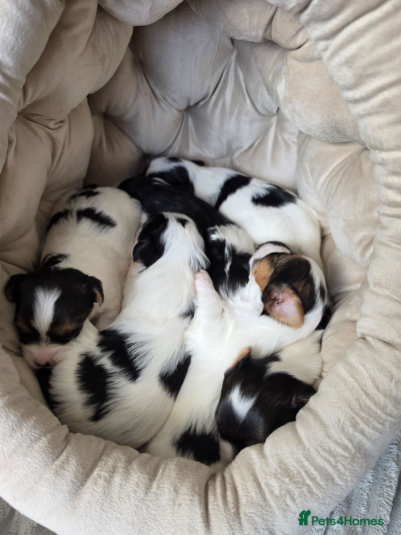 Biewer Terrier dogs Yorkshire terrier (Biewer) - Advert 5