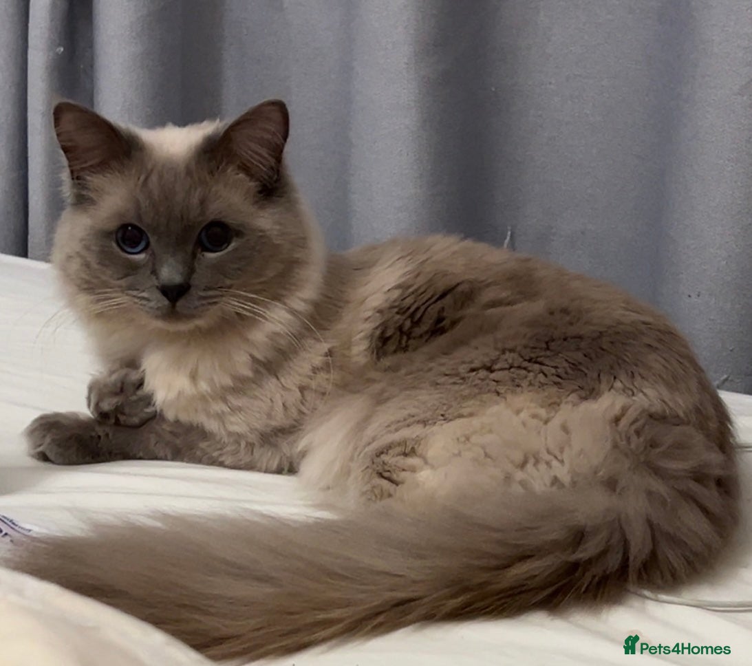 Ragdoll cats Adult Male Ragdoll Cat - Advert 1