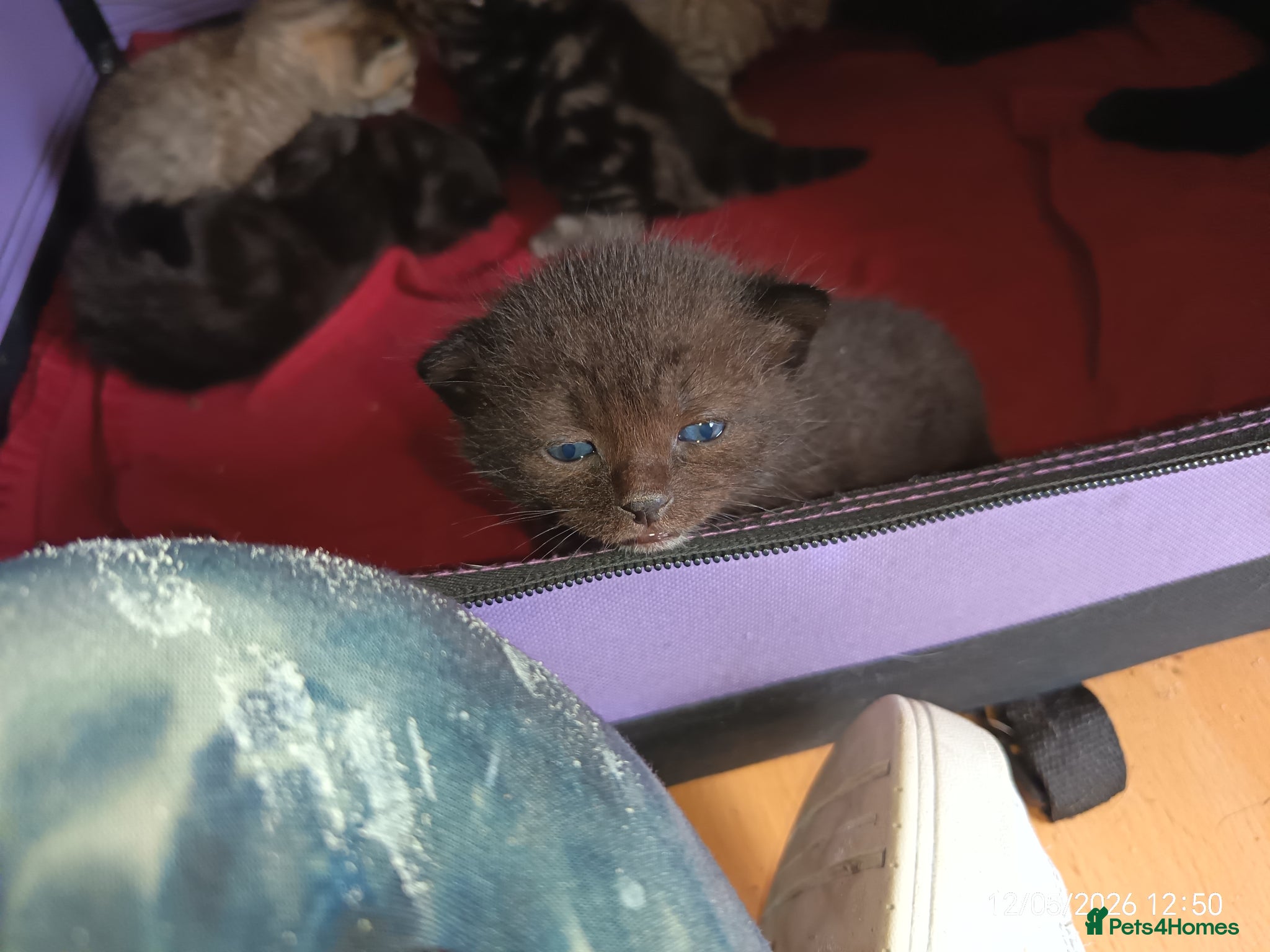 Mixed Breed cats 3 KITTENS AVAILABLE AGAIN - Advert 6