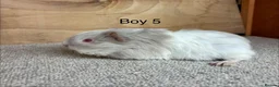 Guinea Pig rodents for sale: Male and female Guinea Pigs - Advert 8