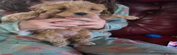 Maltipoo dogs for sale: ONLY 1 girl left READY NOW - Advert 11