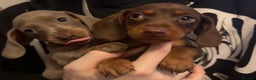 Dachshund dogs for sale: **** Absolutely Stunning Babies **** - Advert 4