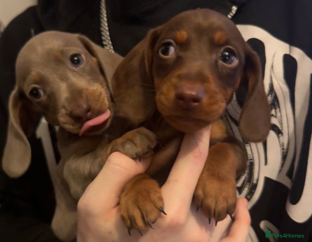 Dachshund dogs for sale: **** Absolutely Stunning Babies **** - Advert 4