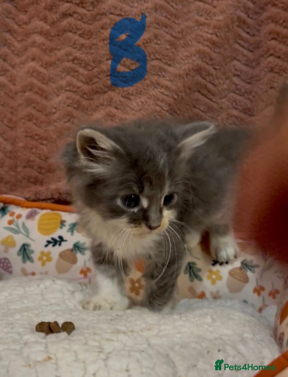 Mixed Breed cats for sale: 8 beautiful kittens ready for loving homes  - Advert 31