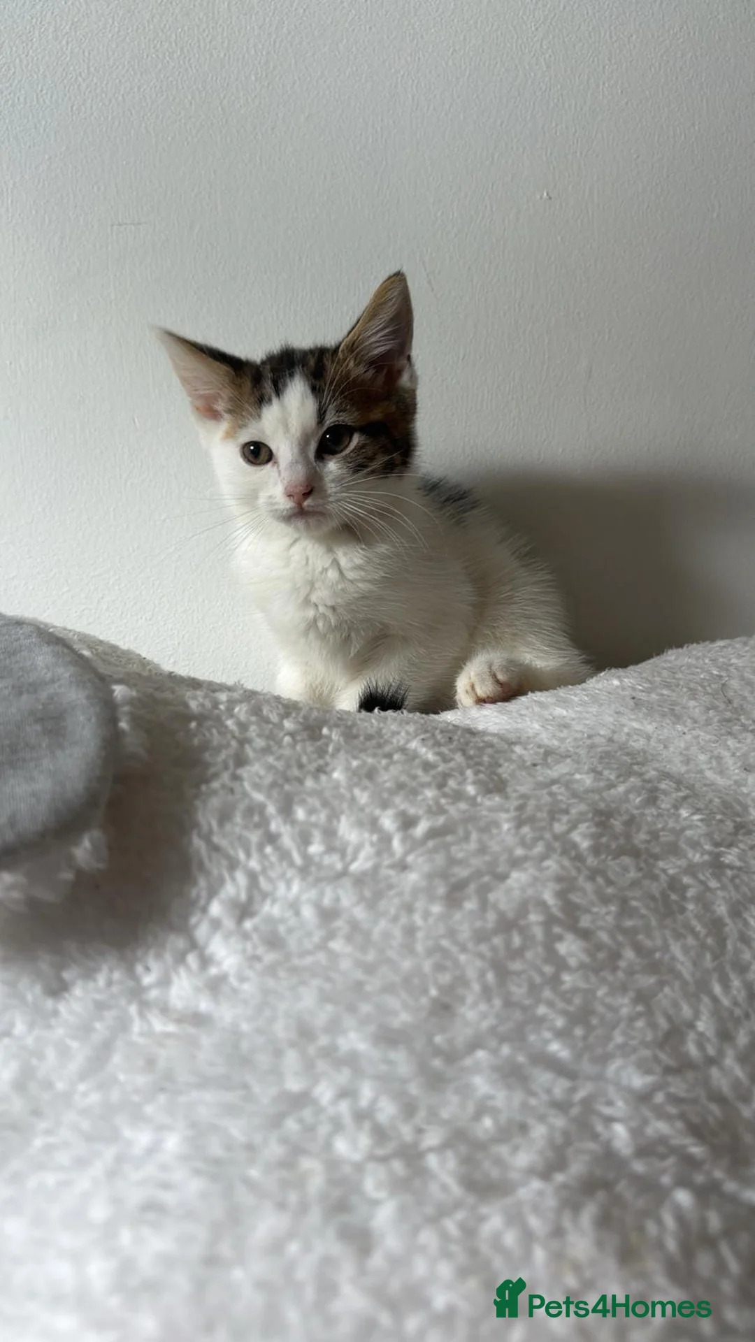 British Shorthair cats for sale: Mixed British short hair kittens  - Advert 11