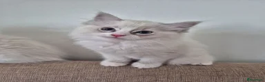 Ragdoll 3