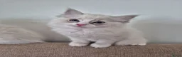 Ragdoll cats for sale: Ragdoll kittens are looking for forever home - Advert 8