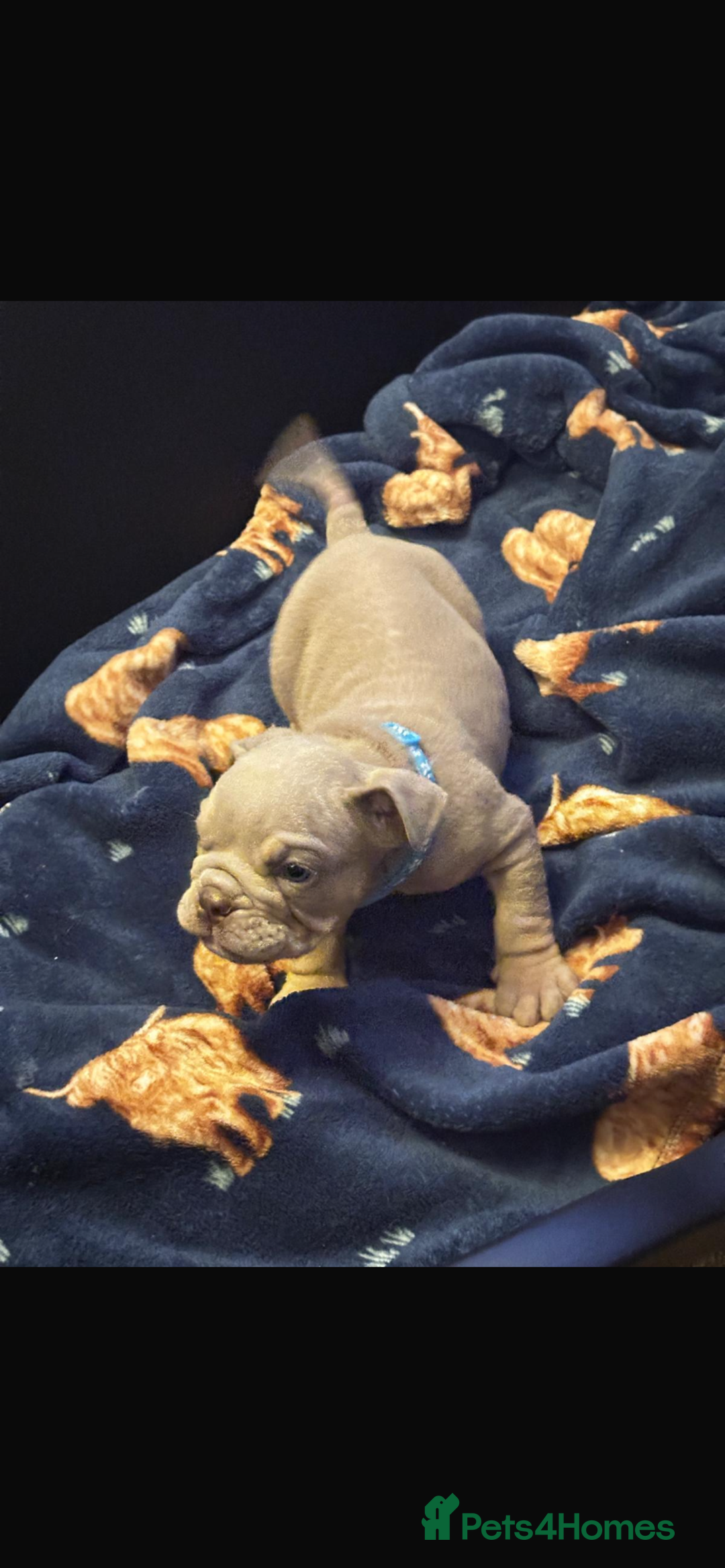 Mixed Breed dogs for sale: Old Tyme And English bulldog puppies - Advert 6