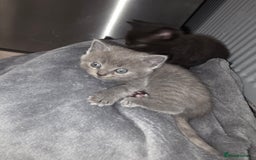 British Shorthair cats for sale: Kittens - Image 6
