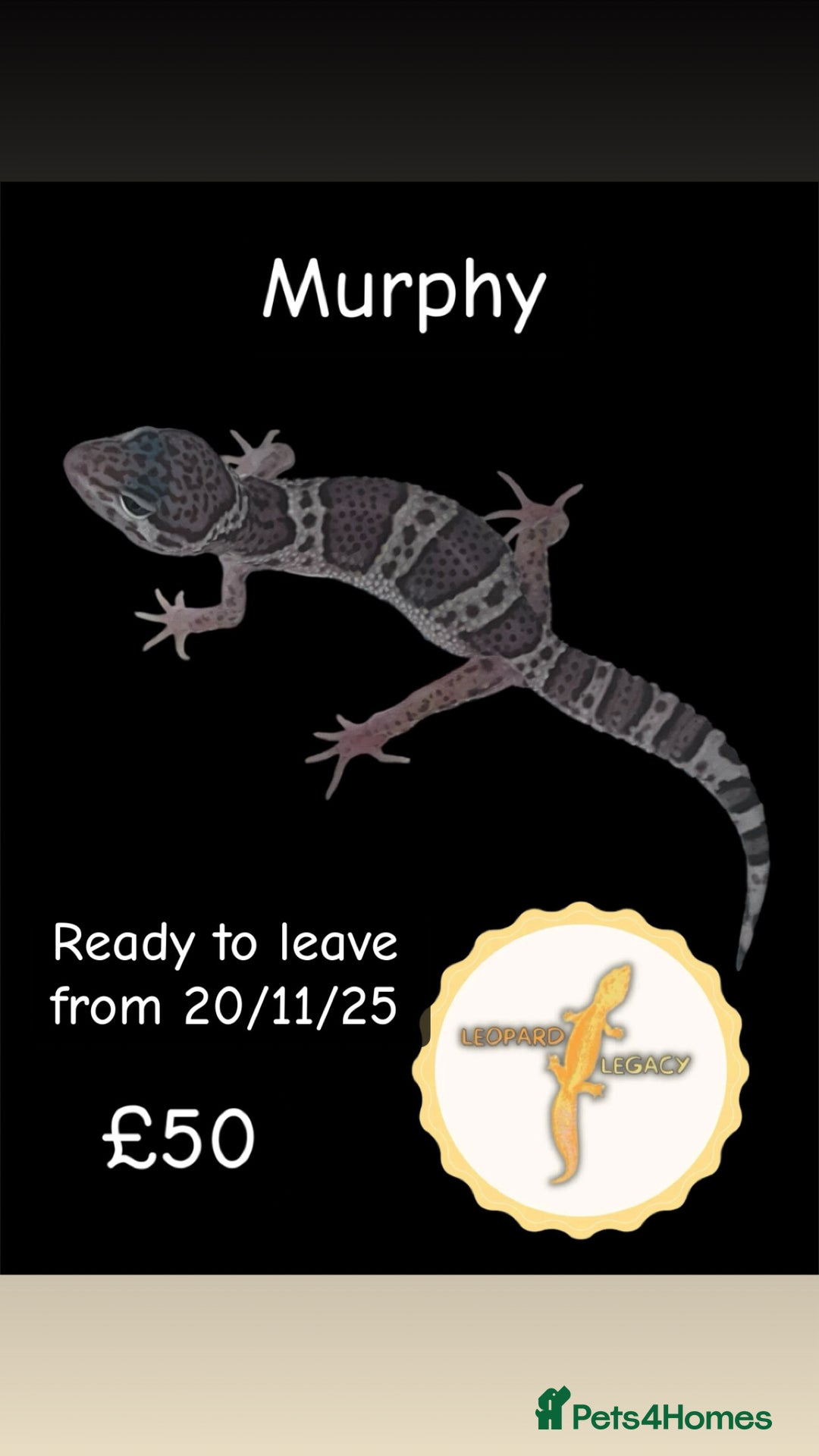 Leopard Gecko reptiles for sale: Multiple leopard gecko babies for quick sale!  - Image 2