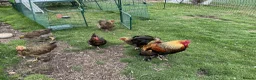 Chickens poultry for sale: Golden partridge brahma 6 Hatching Eggs  in Morpeth - Advert 3