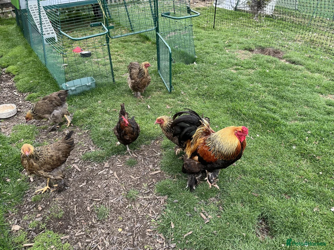 Chickens poultry for sale: Golden partridge brahma 6 Hatching Eggs  in Morpeth - Advert 3
