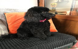 Miniature Poodle dogs for sale: KC reg miniature poodles, 5* licensed  - Image 6