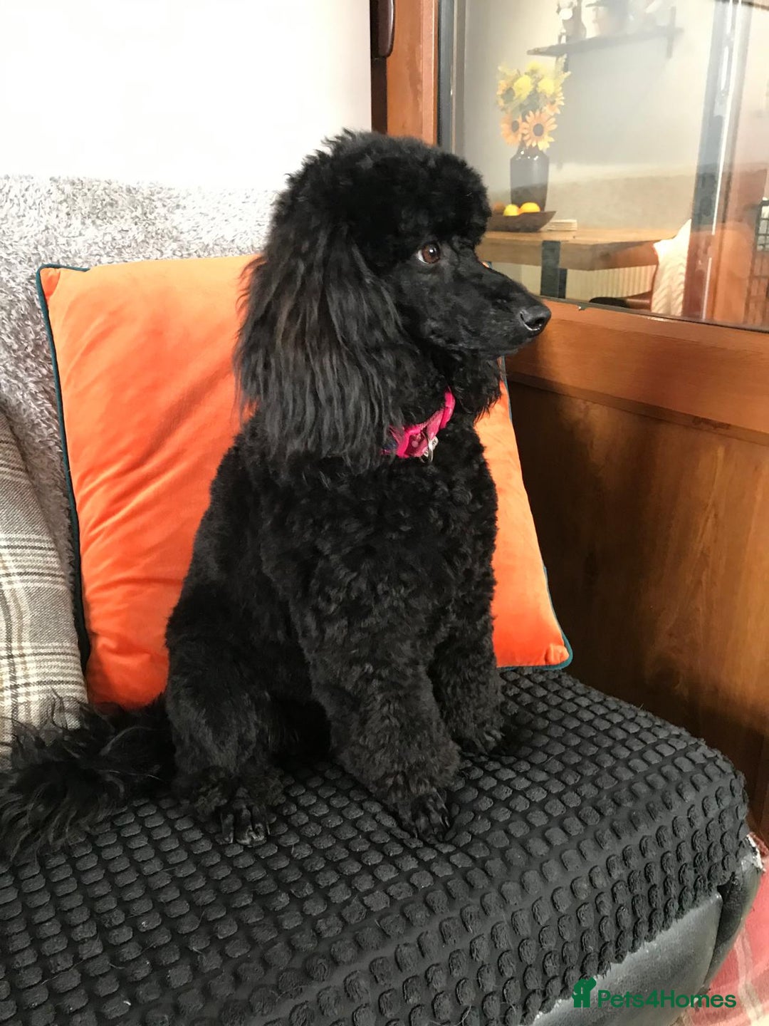 Miniature Poodle dogs for sale: KC reg miniature poodles, 5* licensed  - Image 6