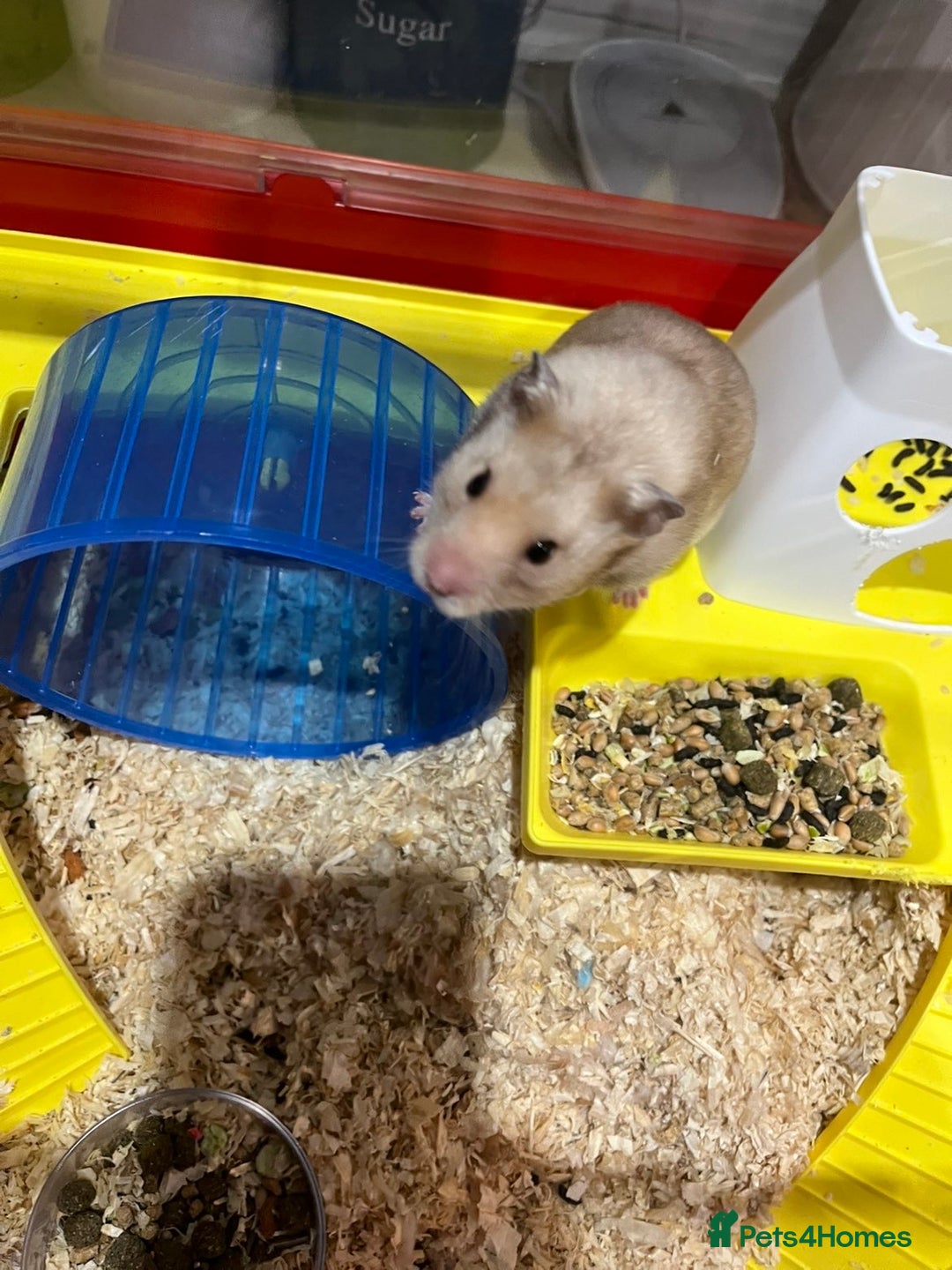 Hamster rodents for sale: hamster for sale  - Advert 8