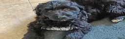 Portuguese Water Dog dogs for sale: Pwd puppies - Advert 2