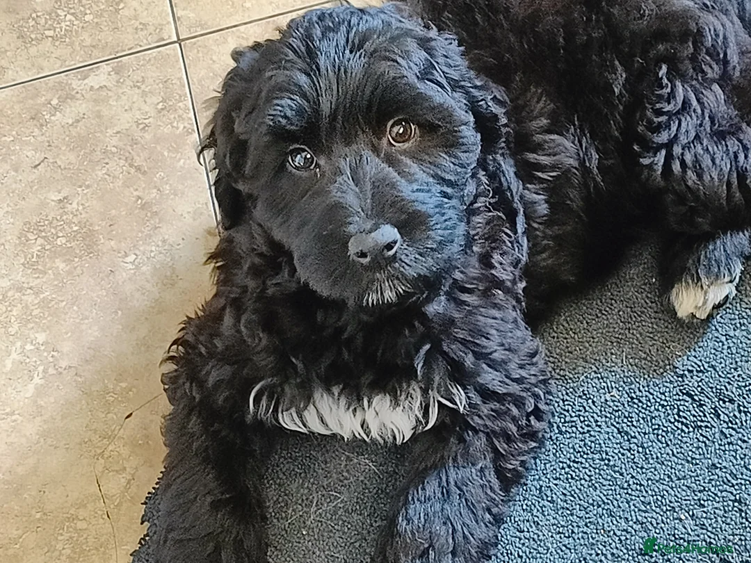 Portuguese Water Dog dogs for sale: Pwd puppies - Advert 2