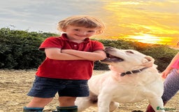 Labrador Retriever dogs for sale: KC, Champion Pedigree ,Extensively Health Tested - Image 19