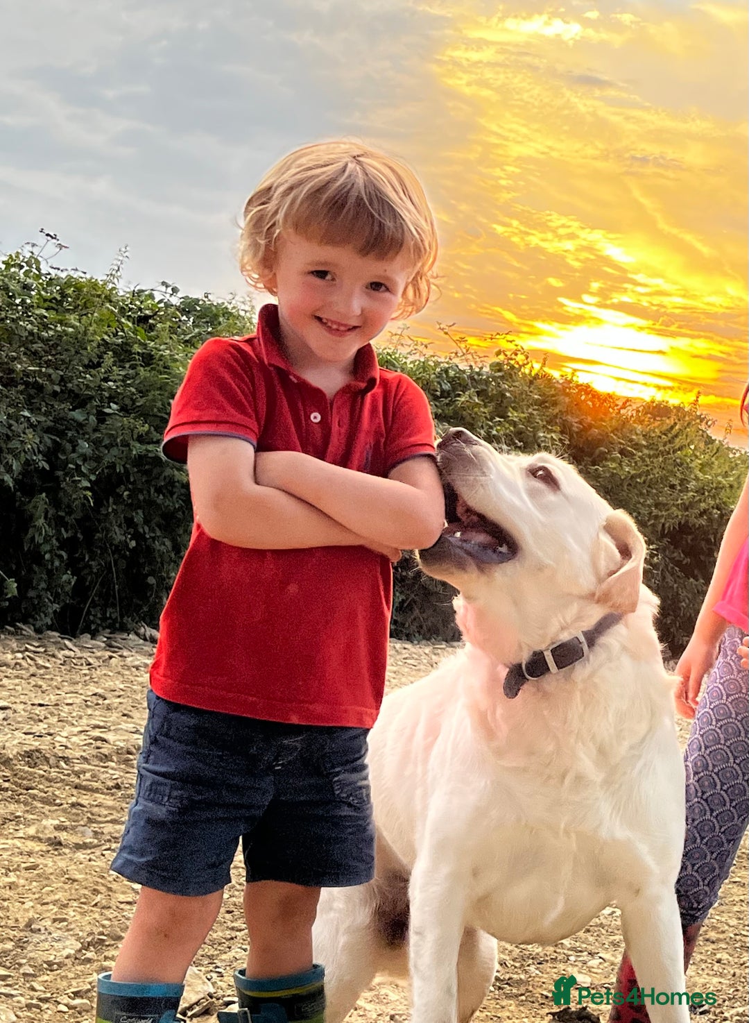 Labrador Retriever dogs for sale: KC, Champion Pedigree ,Extensively Health Tested - Image 19