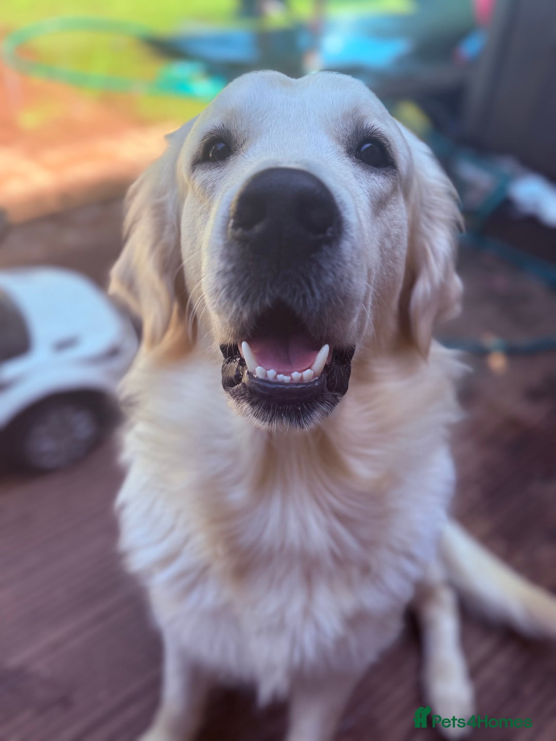 Golden Retriever dogs for sale: 1 year old golden retriever boy - Image 3