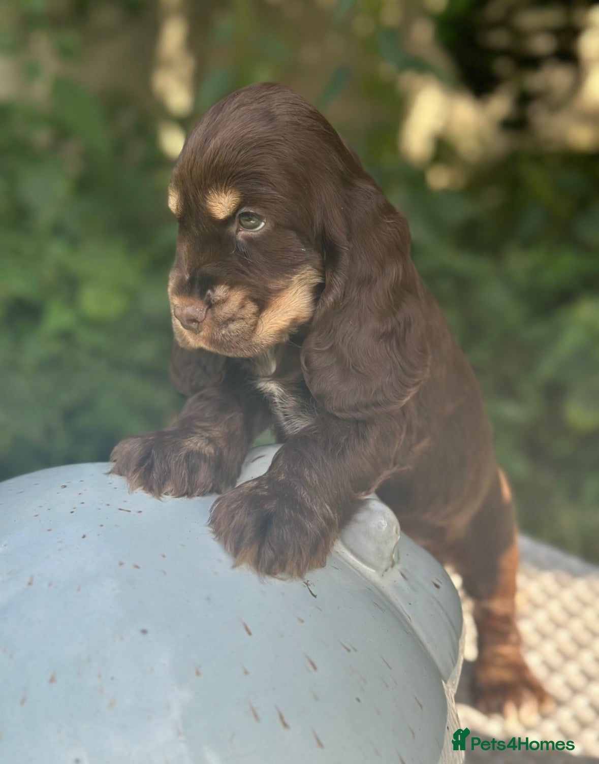 Cocker Spaniel dogs Stunning cocker spaniels - Advert 2