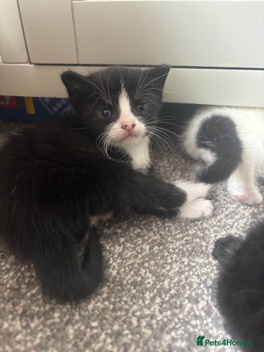 Mixed Breed cats for sale: 3 beautiful kittens  - Image 2