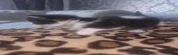 Mixed Breed cats for sale: Cutte baby cats for sale . - Advert 14