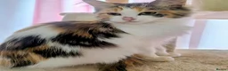 Maine Coon cats for sale: Mainecoon x Ragdoll kittens,read full description  - Advert 16