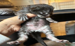 Maine Coon cats for sale: Stunning XL Pure bred Main Coon kittens for sale  - Image 18