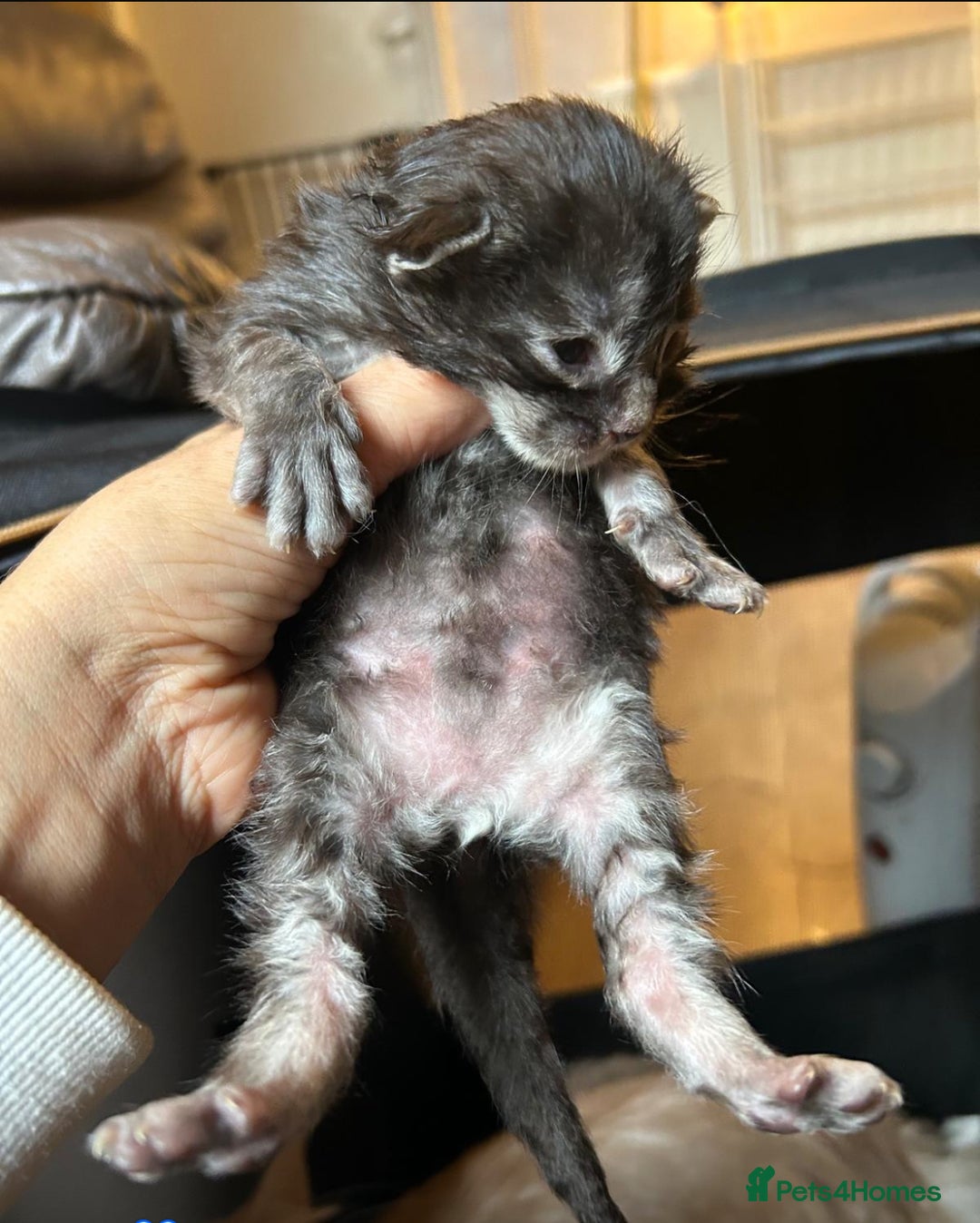 Maine Coon cats for sale: Stunning XL Pure bred Main Coon kittens for sale  - Image 18