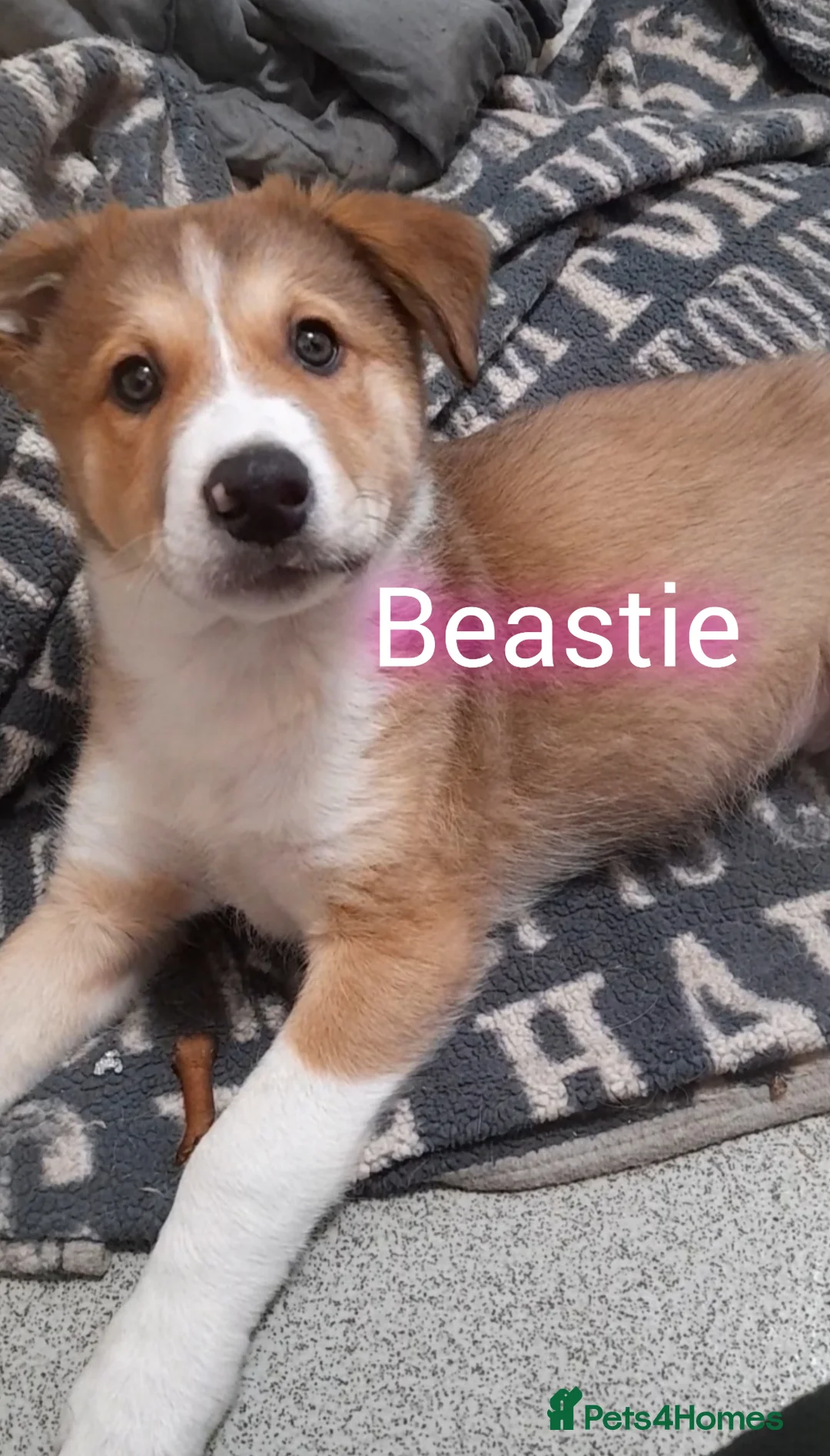 Mixed Breed dogs for sale: Babies Ready Now  - Advert 1