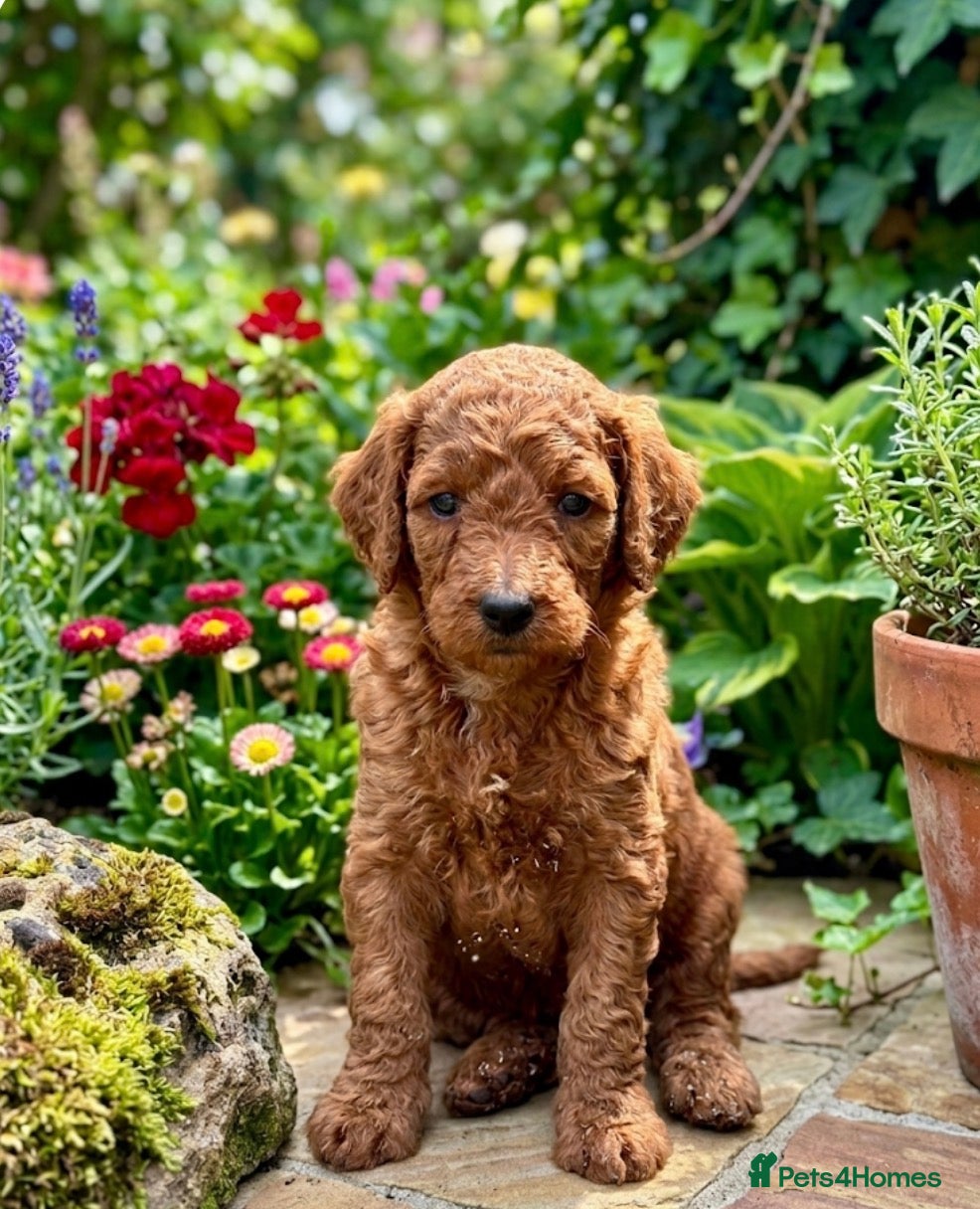 Goldendoodle dogs F1bb goldendoodle puppies  - Advert 1