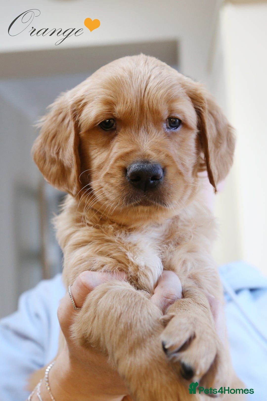 Golden Retriever dogs for sale: KC Registered Championship Line Golden Retrievers - Advert 23