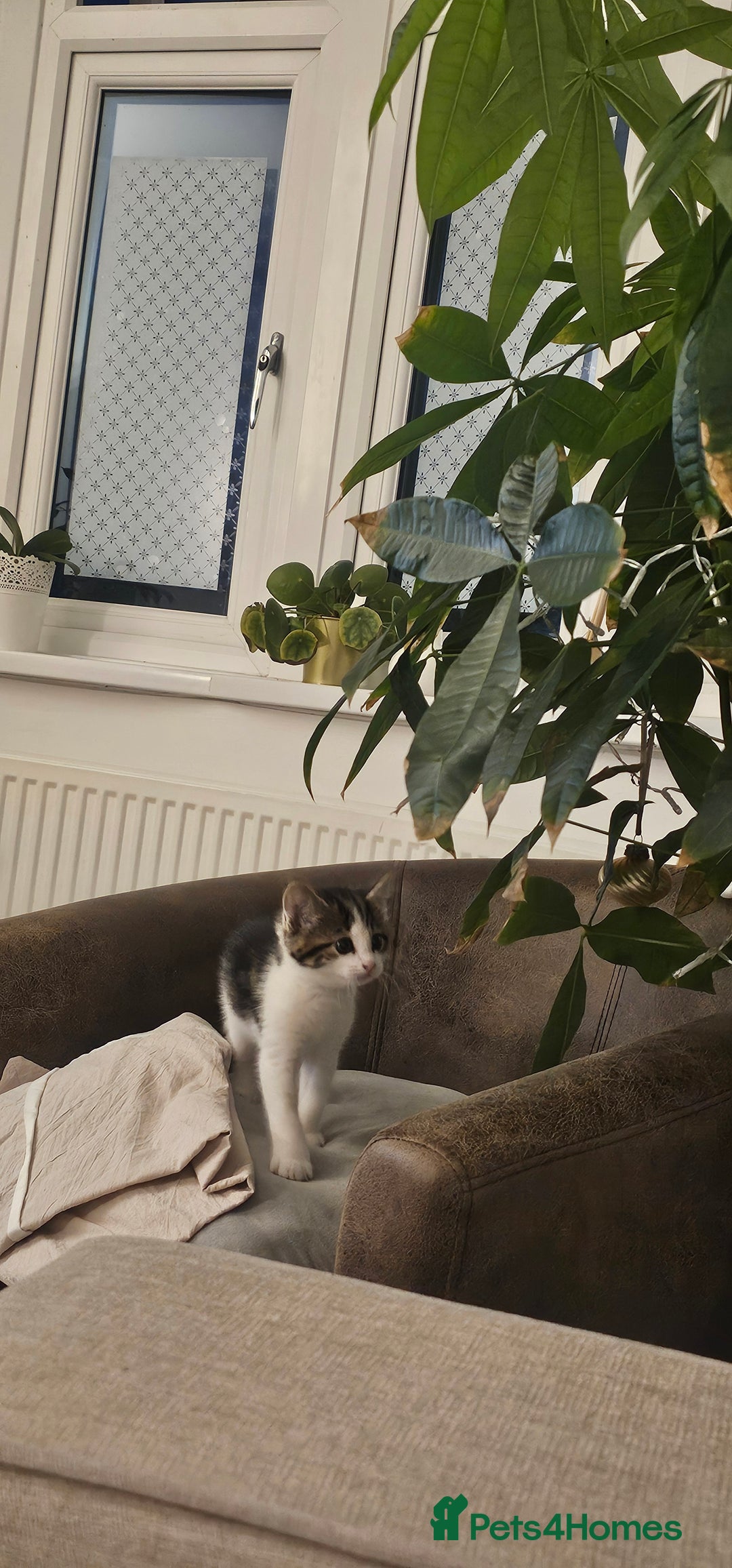 Mixed Breed cats for sale: Beautiful friendly kitties 💖 ready for homes 💕 - Image 21