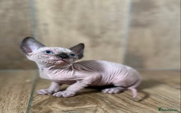Sphynx cats for sale: Kittens sphinx Canadian girl blue eyes  - Image 23