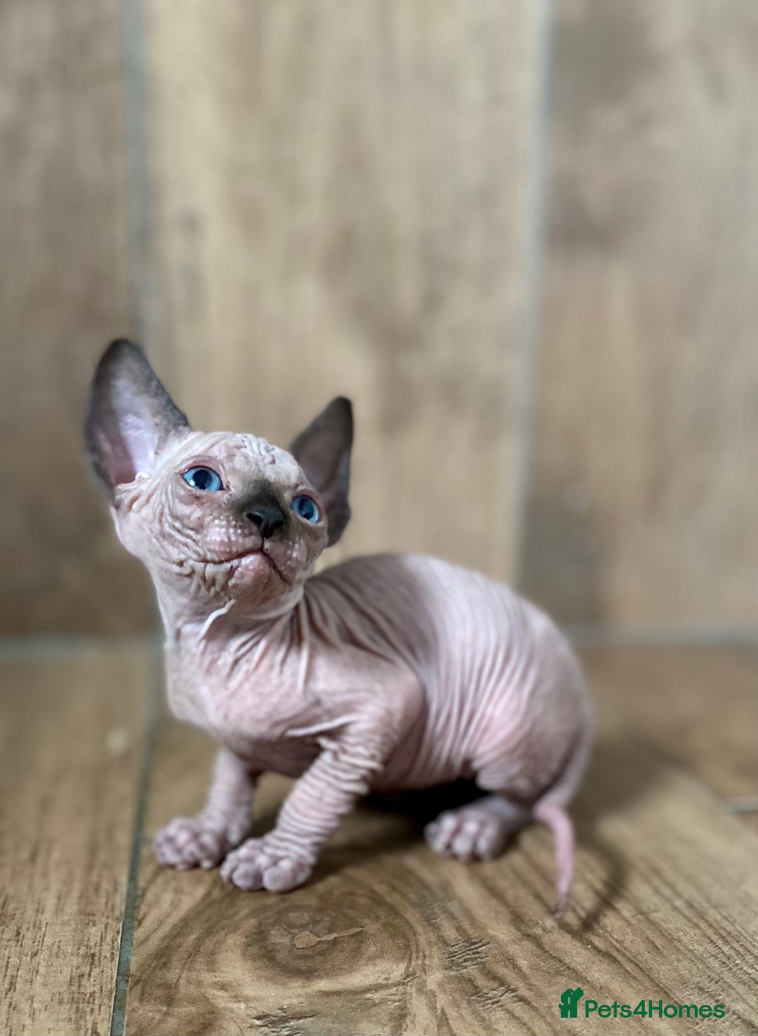 Sphynx cats for sale: Kittens sphinx Canadian girl blue eyes  - Image 23
