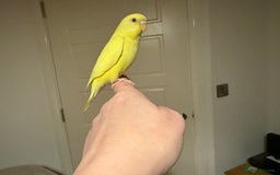 Budgerigars birds for sale: Budgie yellow Latino female semi tamed   - Advert 6