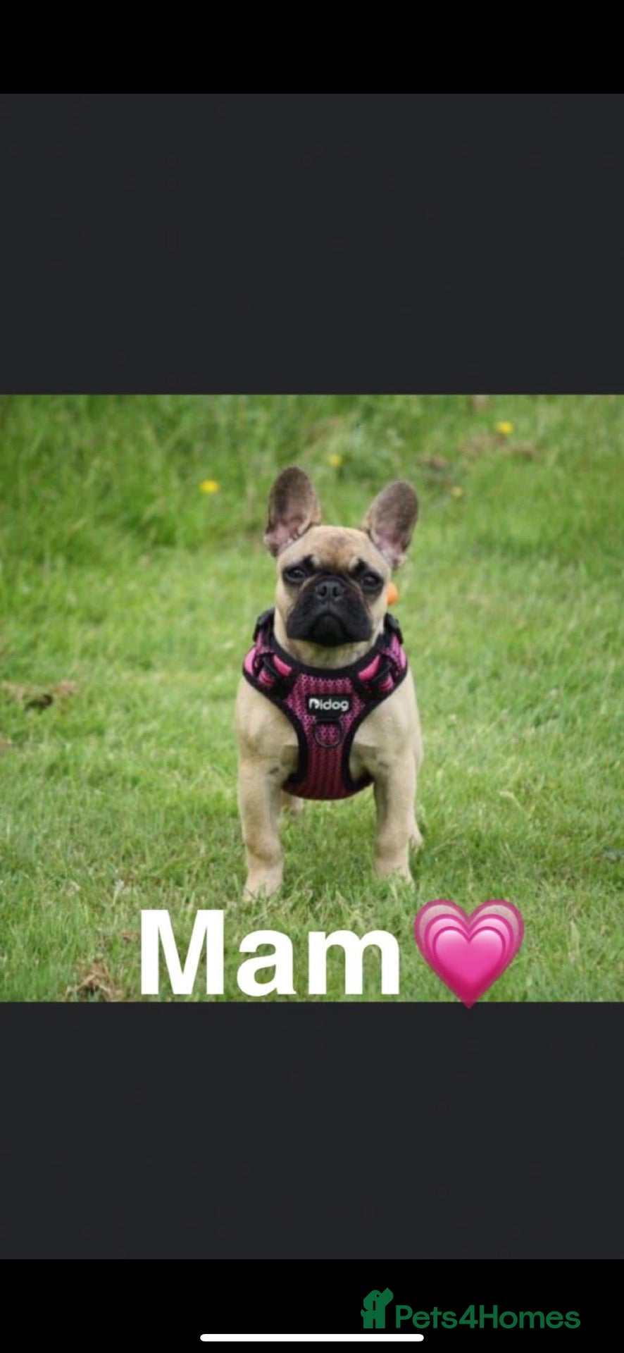 French Bulldog dogs French bulldogs puppy’s - Advert 1