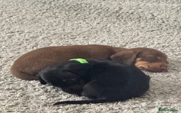 Dachshund dogs for sale: Litter of 7 beautiful Daschund puppies  - Image 26