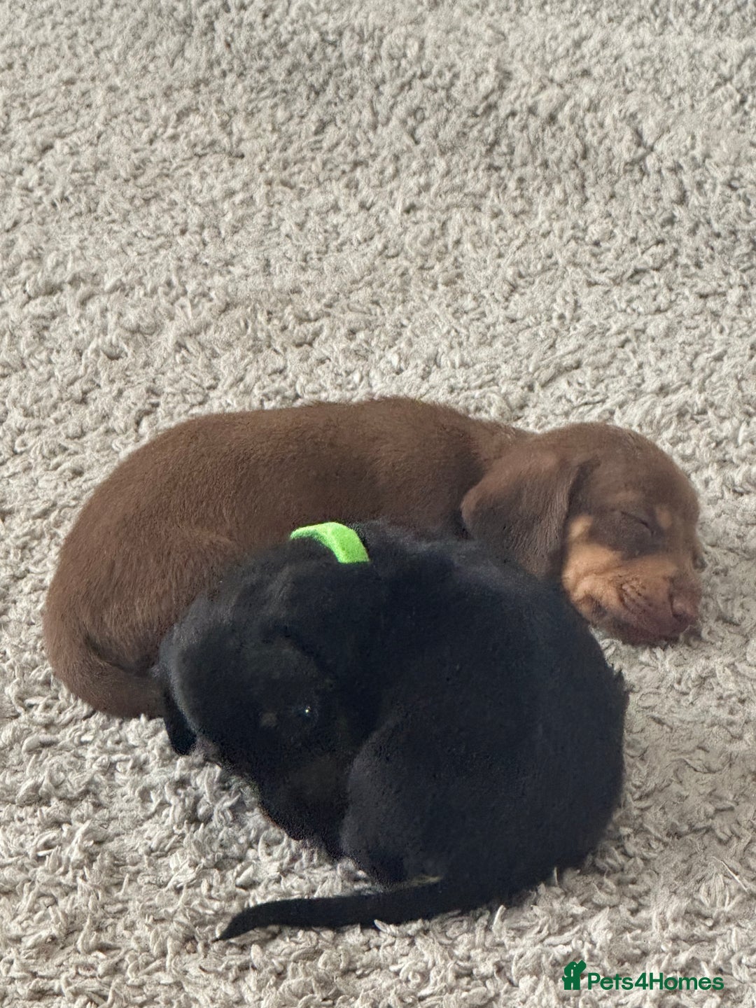 Dachshund dogs for sale: Litter of 7 beautiful Daschund puppies  - Image 26