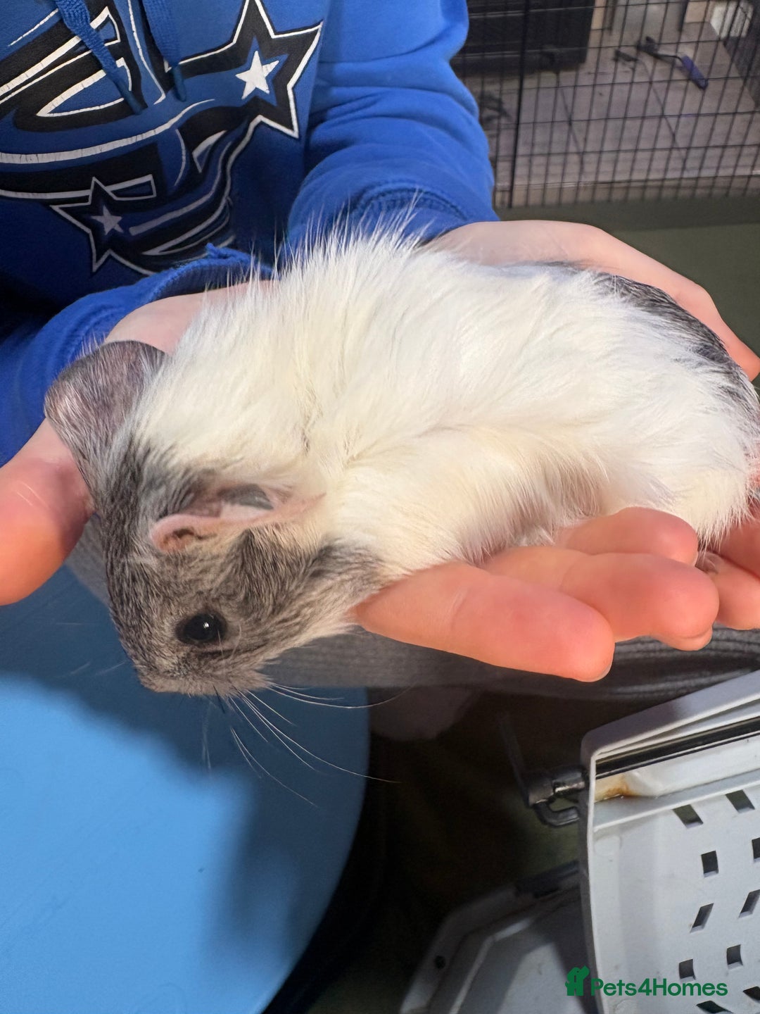 Guinea Pig rodents for sale: Female guinea pigs - Advert 2