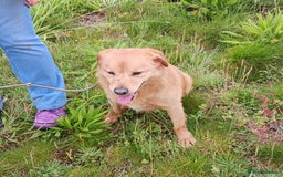 Mixed Breed dogs for adoption: Max   - Image 4