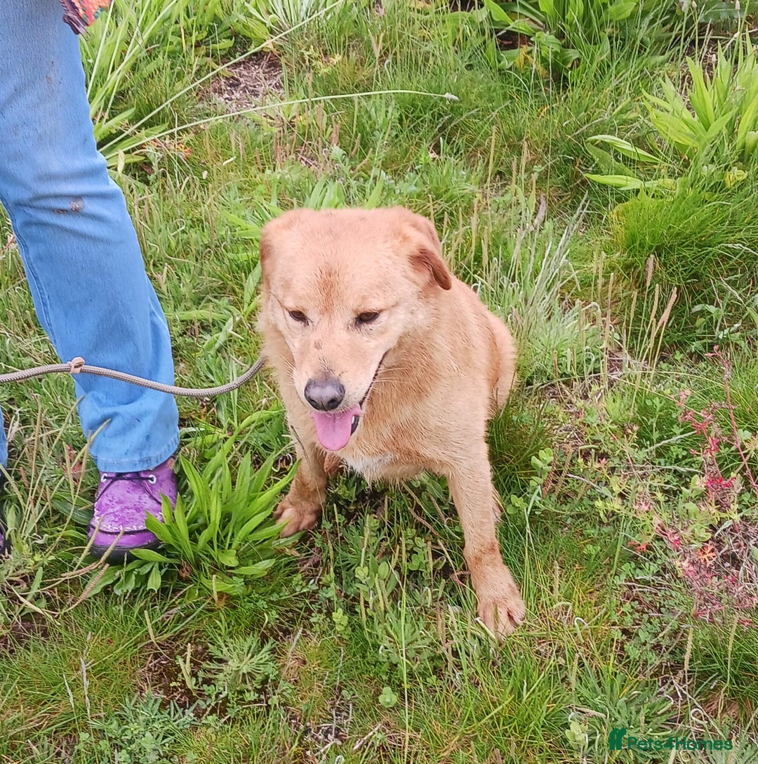 Mixed Breed dogs for adoption: Max   - Image 4