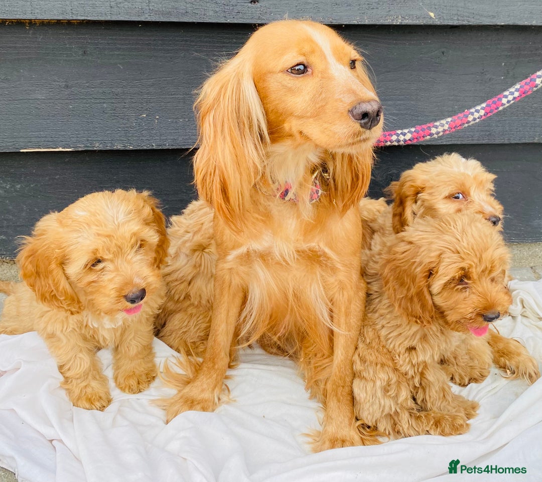 Cockapoo dogs for sale: Gorgeous f1 cockerpoos - Image 3