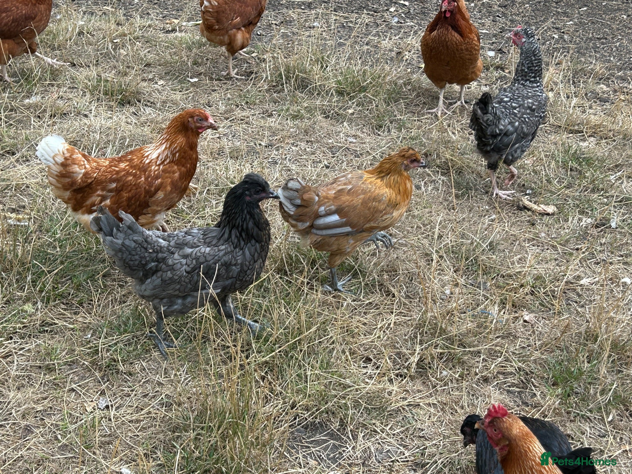 Chickens poultry Point of lay hens  - Advert 9