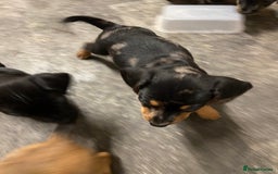 Mixed Breed dogs for sale: Dachshund cross Patterdale - Image 10