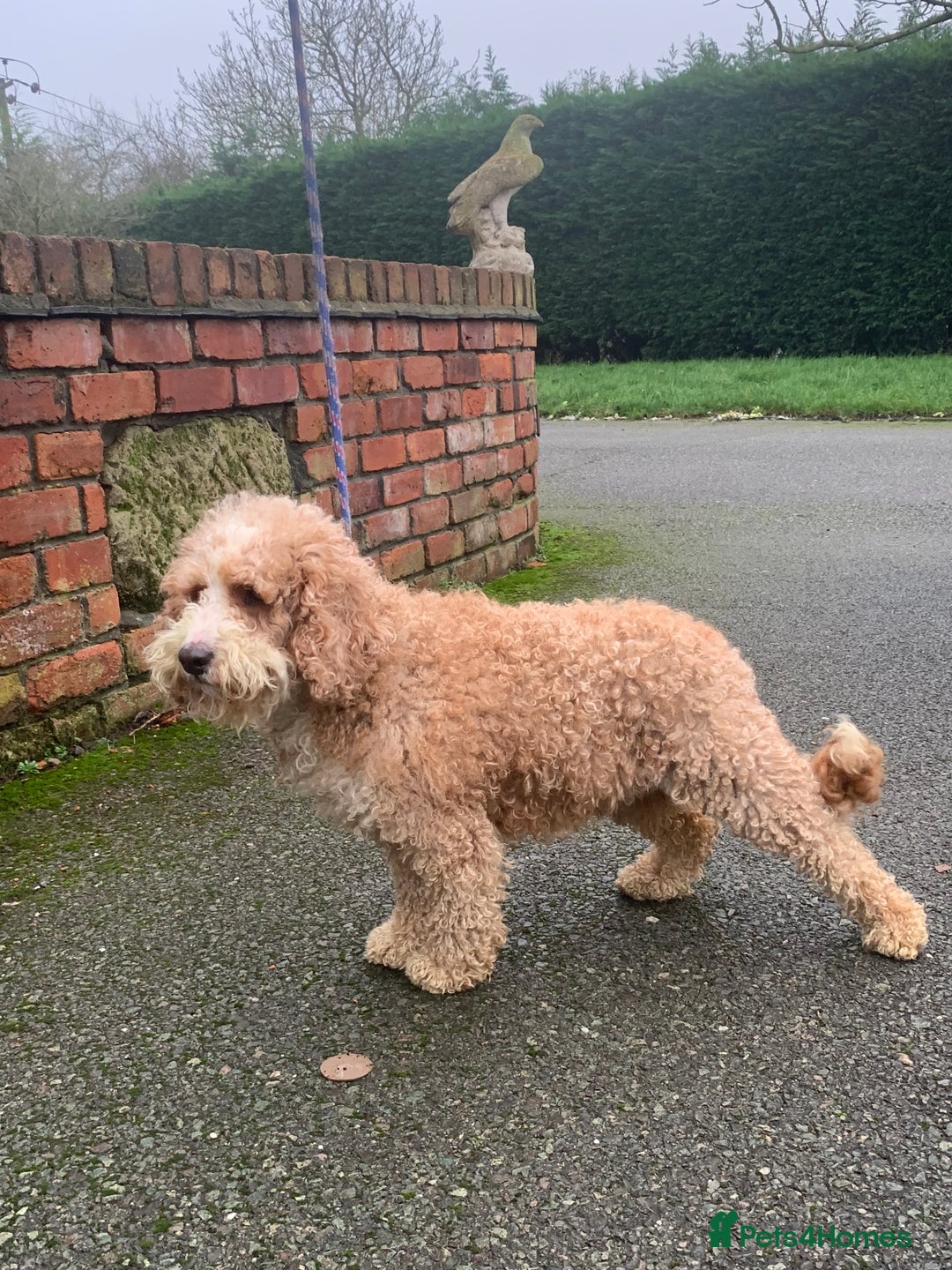 Australian Labradoodle dogs for sale: Stunning red/white spiral coat young adult bitch - Advert 3
