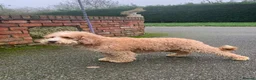 Australian Labradoodle dogs for sale: Stunning red/white spiral coat young adult bitch - Advert 3