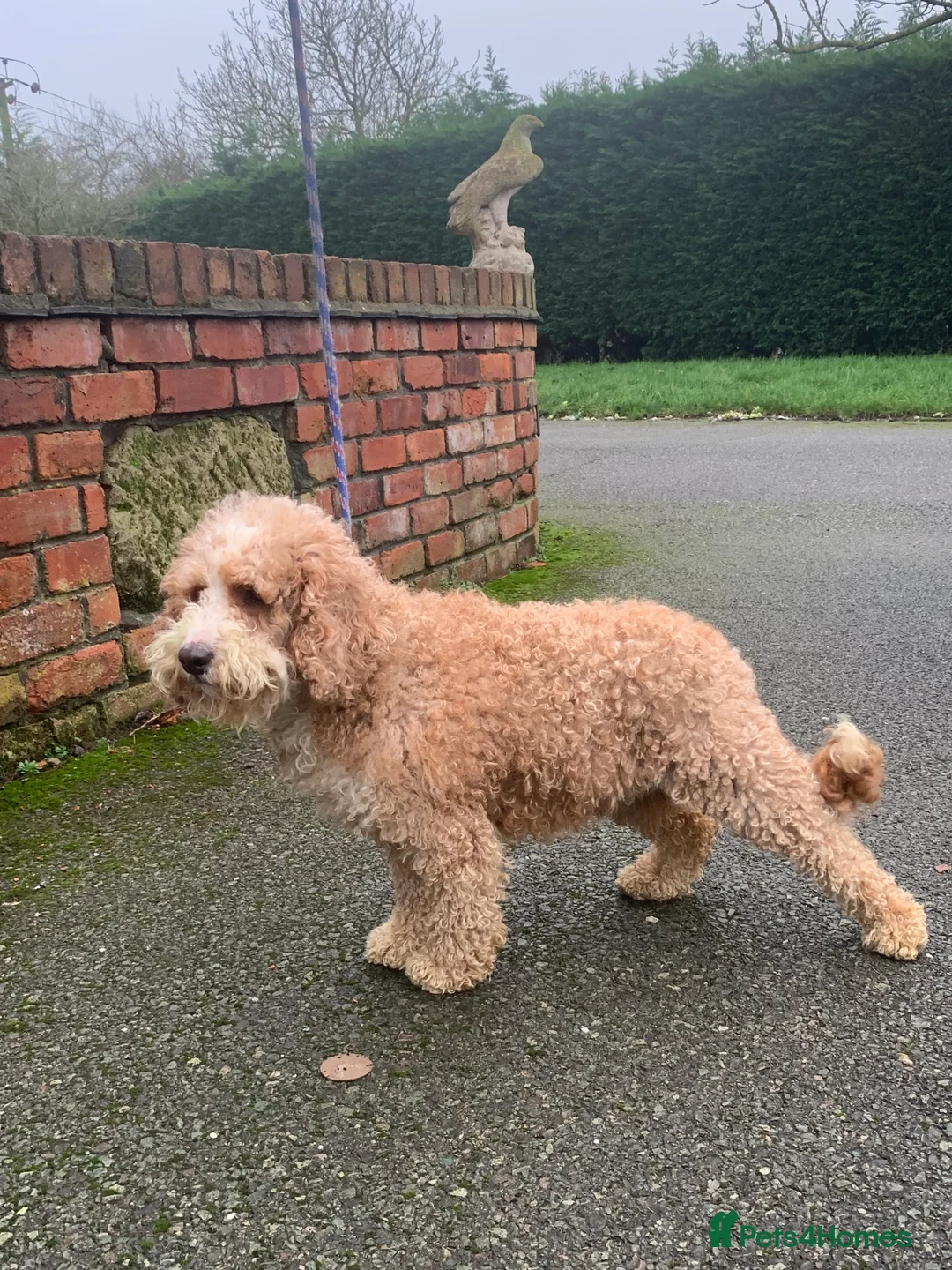 Australian Labradoodle dogs for sale: Stunning red/white spiral coat young adult bitch - Advert 3